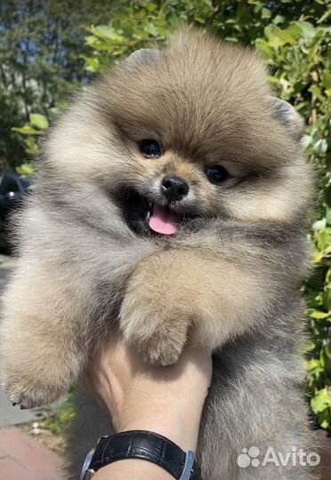 Померанский шпиц девочка