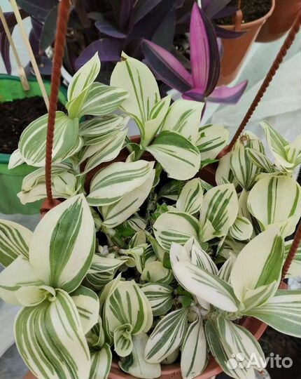 Традецканции