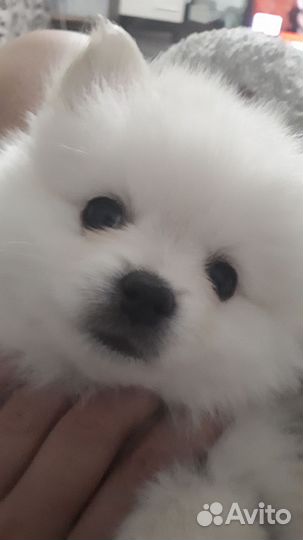 Щенки шпица