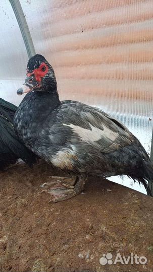 Мускусные утки