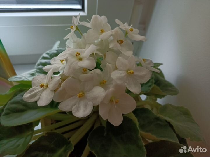 Сортовые фиалки