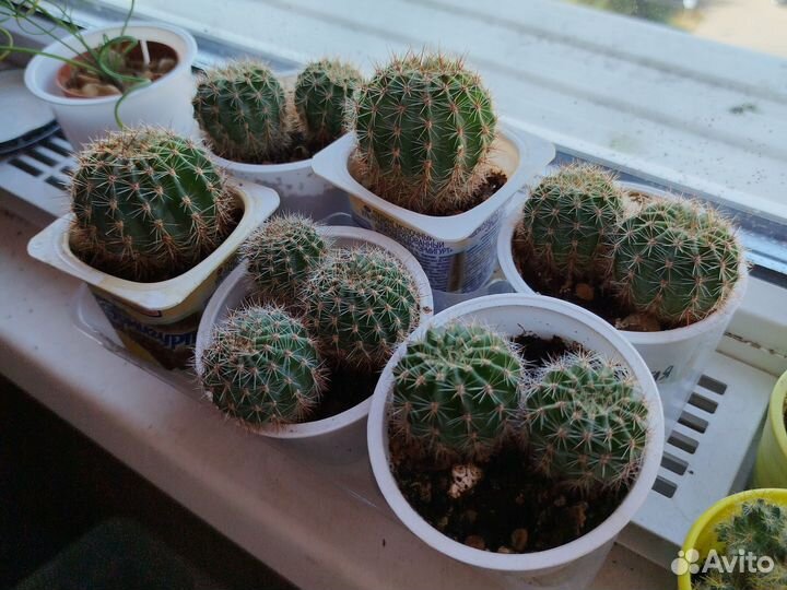 Эхинопсис розовый детки