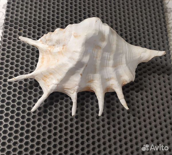 Большая ракушка Ропана