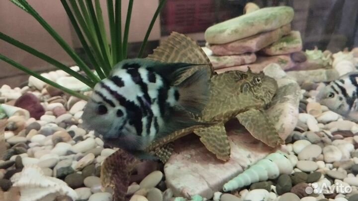 Рыбка сапфировый попугай. 10 штук осьалось