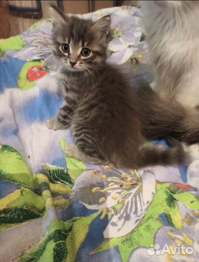 Милый котенок