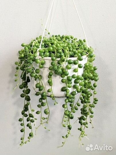 Крестовиник Роули черенки