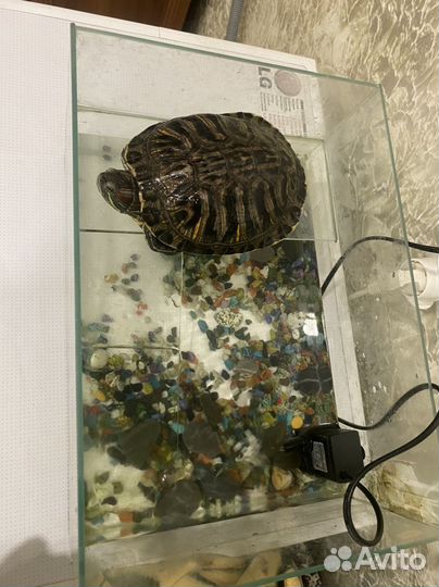 Красноухая черепаха