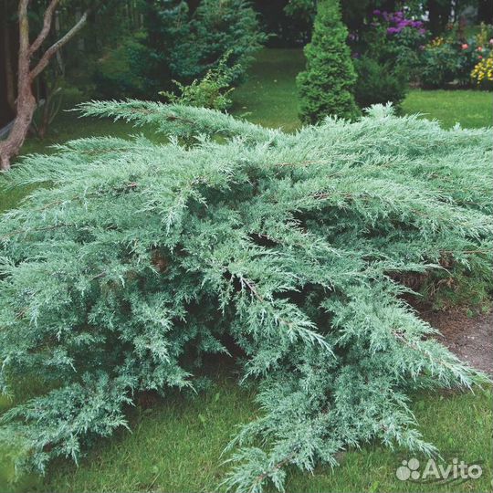 Хвойные растения