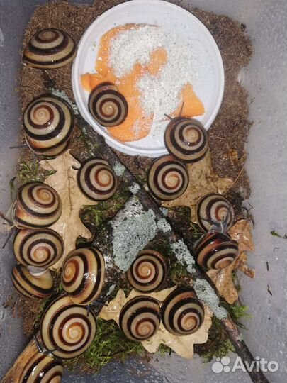 Улитки ахатины, архахатины, древесники