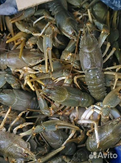 Раки в наличии, вылов 13.09