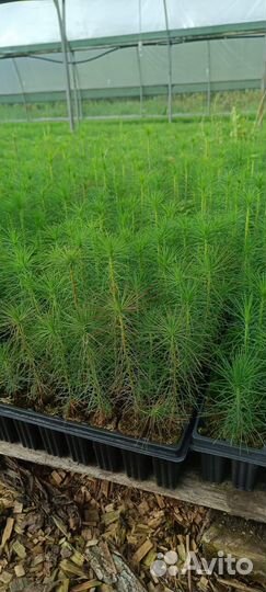 Саженцы ели окс