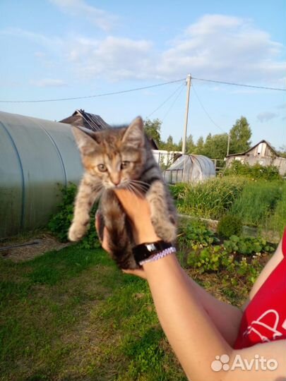 Отдам котенка