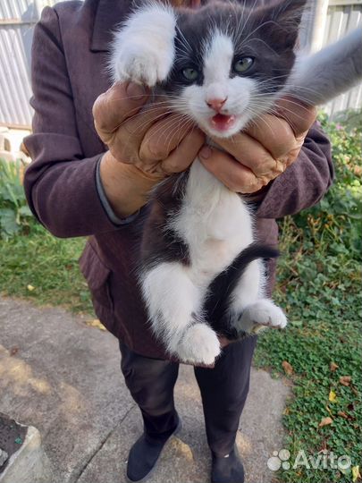 Котёнок в добрые руки