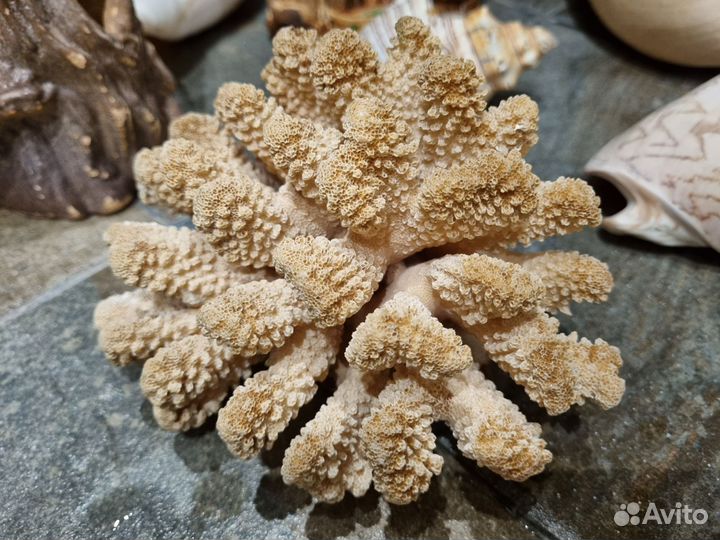 Ракушки ассорти