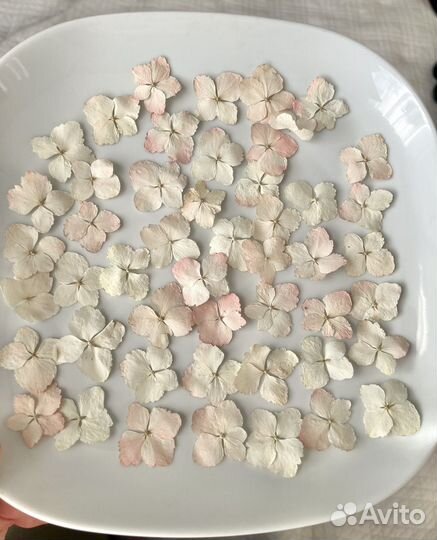 Сухоцветы гортензии для творчества