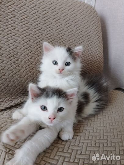 Котята бесплатно