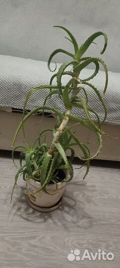Комнатные растения цветы большие