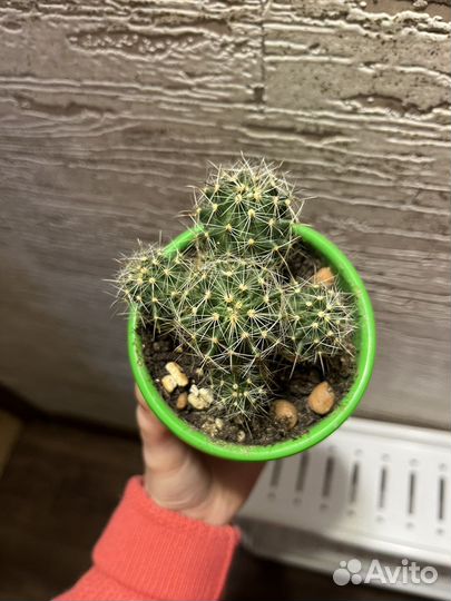 Кактус