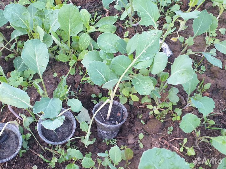 Капуста ранняя поздняя,мегатон