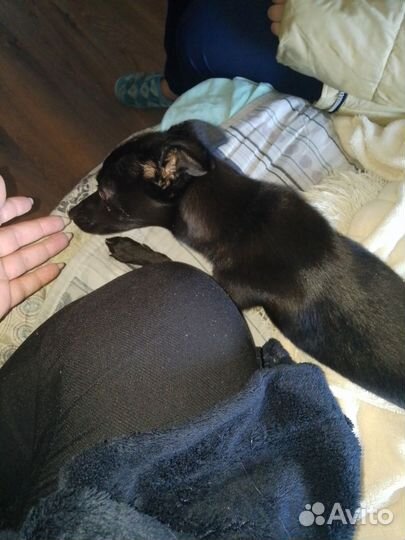 Собака