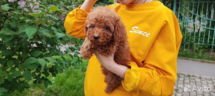 Мальтипу red мини