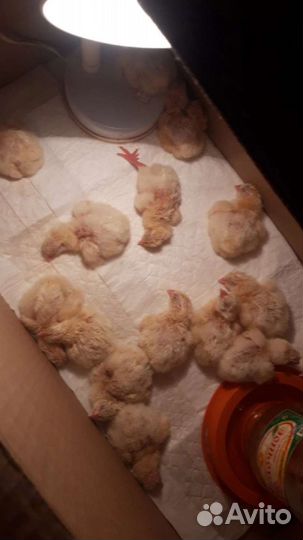 Яйцо Цыплята бройлеры суточны