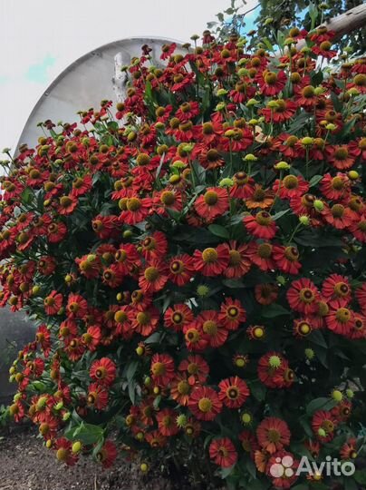 Гелениум цветы