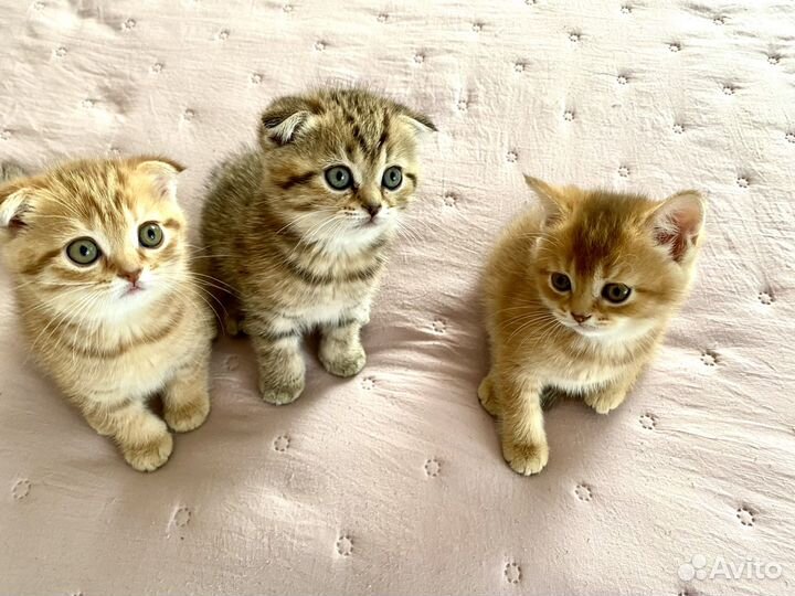 Котята золотая шиншилла
