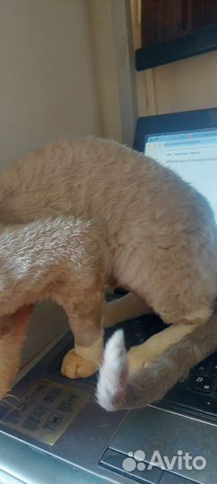 Плюшевый красавчик