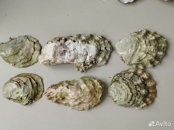 Раковины устриц