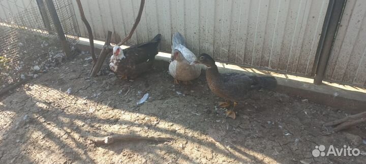 Индоутки, куры