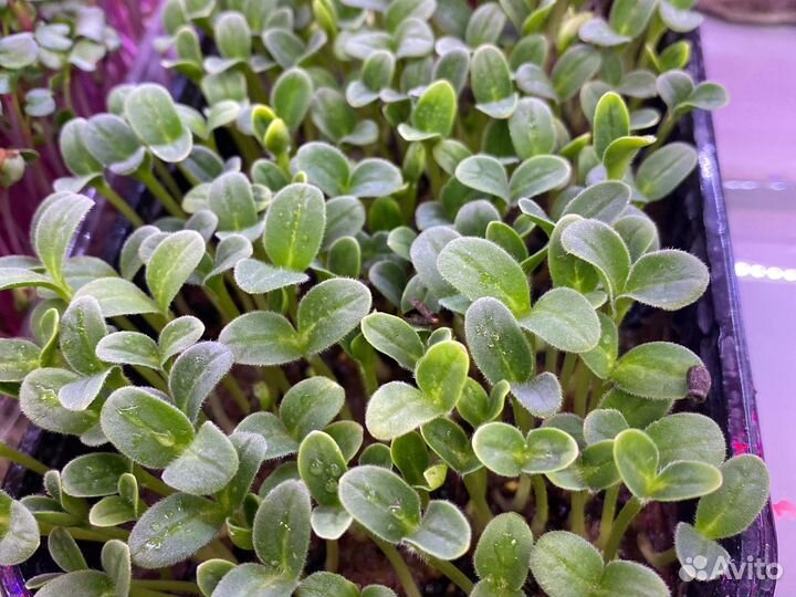 Микрозелень