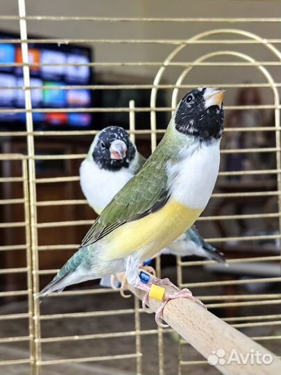 Амадины гульда