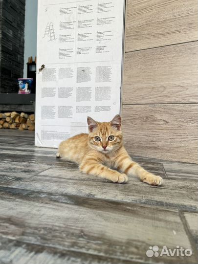 Котик, 3 месяца