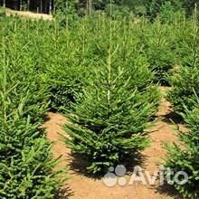 Пихта саженцы
