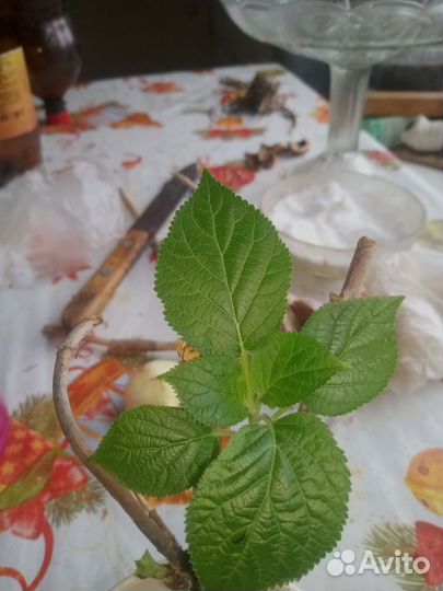 Гортензия белая Анабель