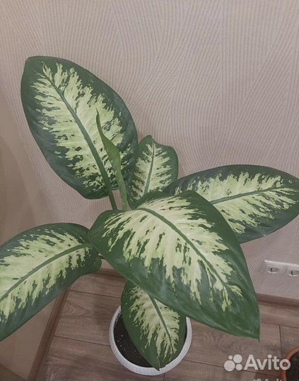 Диффенбахия, домашные цветы