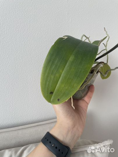 Орхидея фаленопсис Champion Lightning