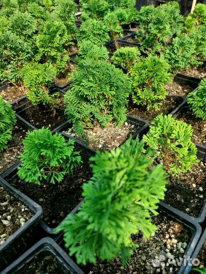 Туя холмструп, западная книжка, сосна Станкевича