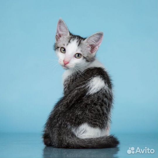 Барсик ищет дом