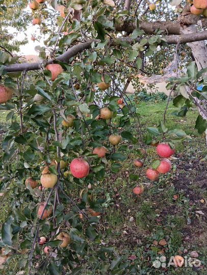 Яблоки домашние