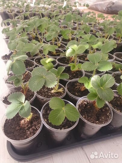 Рассада клубники