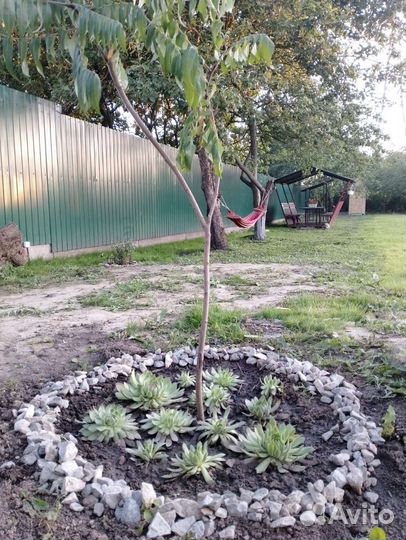 Аренда беседки с мангалом, Советский р-он