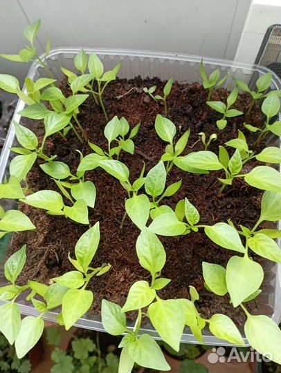 Рассада цветы