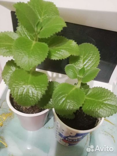 Комнатная мята