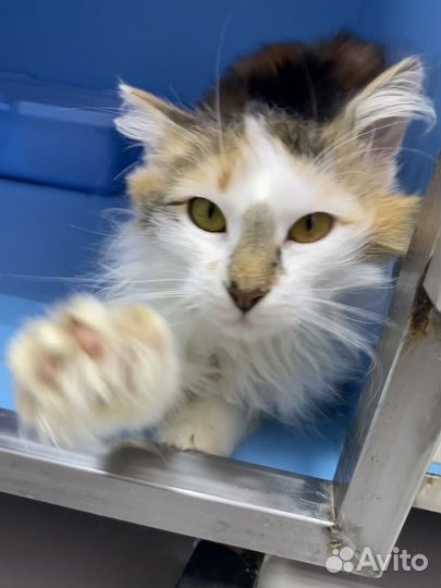 Очень пушистая миниатюрная кошка Мила ждет семью