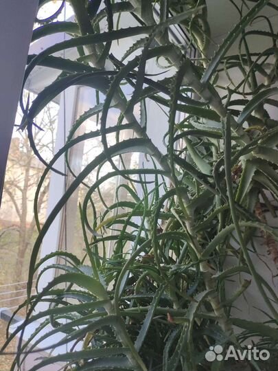 Алоэ (столетник)