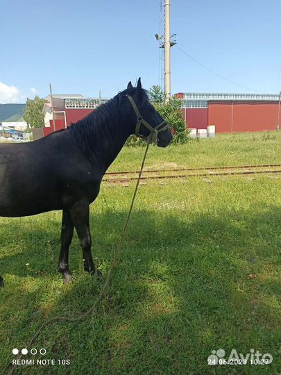 Карачаевский жеребец