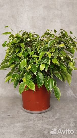 Фикус бенджамина Кинки