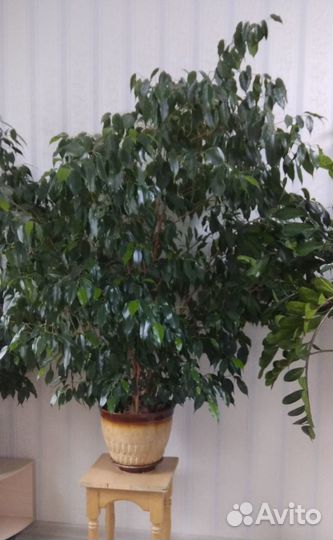 Фикус бенджамина